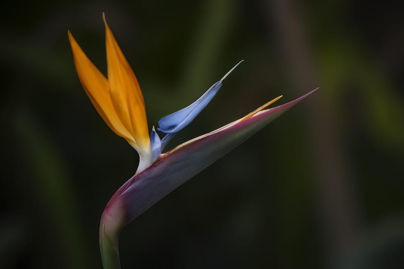 Bird of Paradise